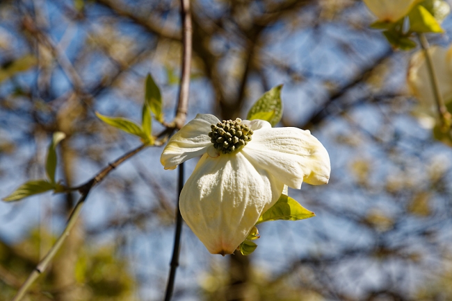 Jardin Botanique de la Bastide-036